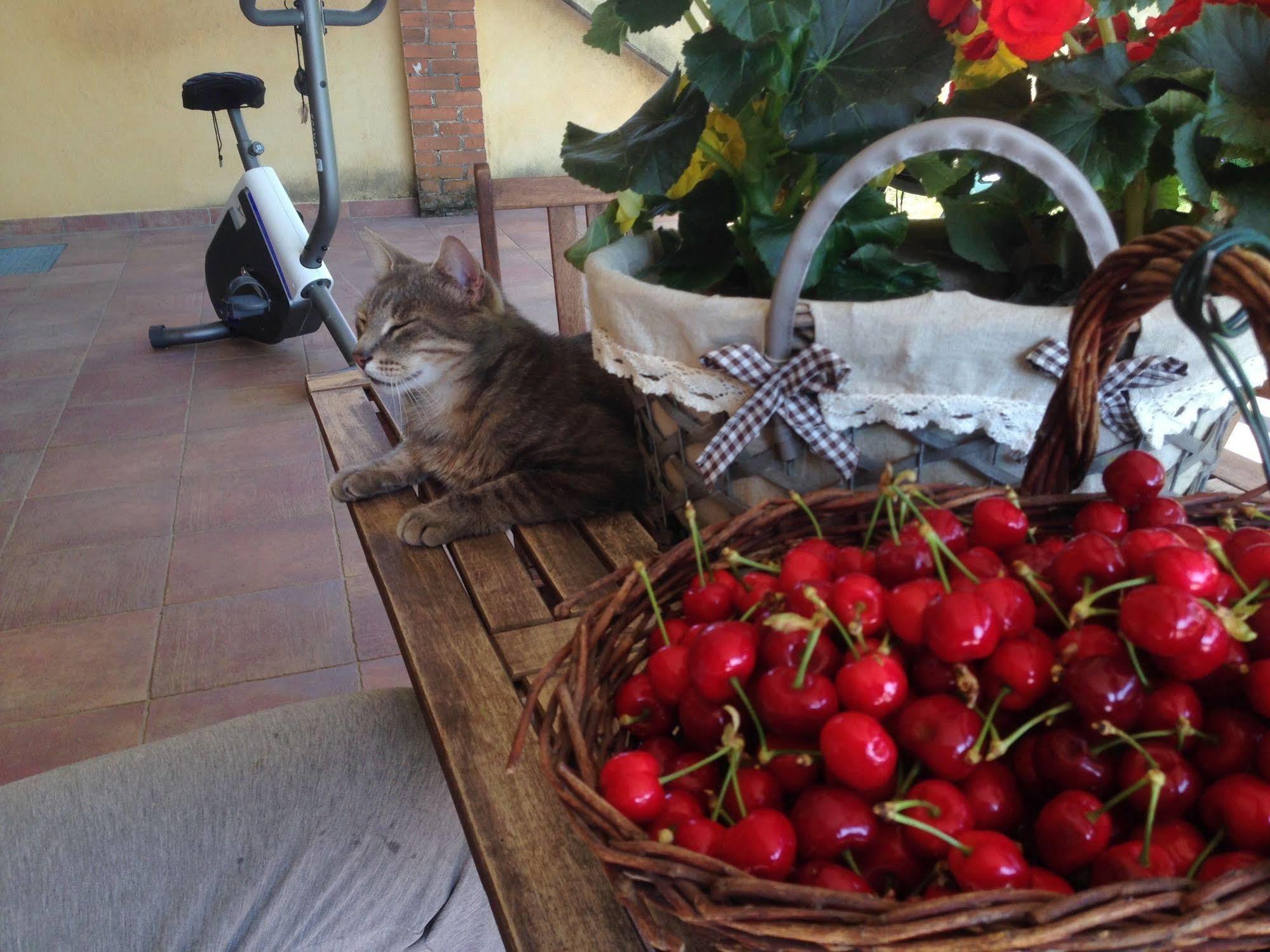 Bed and Breakfast Quattro Gatti Airasca Zewnętrze zdjęcie